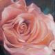 Altrosa Rose Altrosa Rose