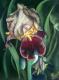 Iris Iris