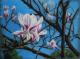 Magnolien Magnolien