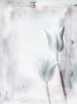 Tulips - Claudia Gründler - Array auf - Array - Tulips - Claudia Gründler - Array auf - Array -