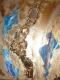 Stone Blue Stone Blue
