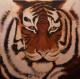TIGER - Heidrun Mühlke - Acryl auf Leinwand - Raubkatzen - Realismus TIGER - Heidrun Mühlke - Acryl auf Leinwand - Raubkatzen - Realismus