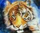 Die Augen des Tigers ... Die Augen des Tigers ...