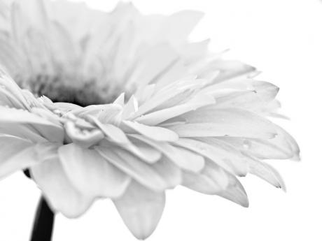 GERBERA SW - Annett Tropschug - Array auf - Array - GERBERA SW - Annett Tropschug - Array auf - Array -