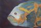 GF091101_Ich sehe dich - Brunon Art - Acryl auf Karton - Fische - Naturalismus GF091101_Ich sehe dich - Brunon Art - Acryl auf Karton - Fische - Naturalismus