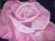 The Rose The Rose