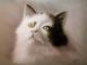 Kater Kater