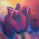 Tulpe für Carola Tulpe für Carola