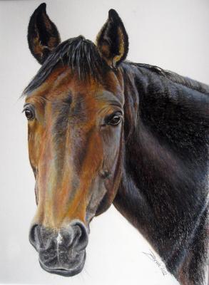 Pferdeporträt Jana, Traber-Warmblut-Mix - atelier zerah - Array auf Array - Array - Array Pferdeporträt Jana, Traber-Warmblut-Mix - atelier zerah - Array auf Array - Array - Array