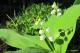 Frühling und die Kunst der Natur Frühling und die Kunst der Natur