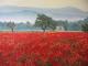 Mohnbumen - Karin Foellmer - Acryl auf Leinwand - Wiese - Naturalismus Mohnbumen - Karin Foellmer - Acryl auf Leinwand - Wiese - Naturalismus