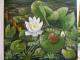 ---Seerose ---Seerose