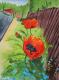 Klatschmohn am Zaun - Egon Rathke - Aquarell auf - Mohn - Klatschmohn am Zaun - Egon Rathke - Aquarell auf - Mohn -