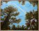 Herbstwald Herbstwald