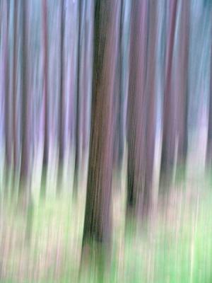 Nebelwald - Walter J. Pilsak - auf - Array - Nebelwald - Walter J. Pilsak - auf - Array -