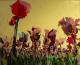 Tulpenwiese Tulpenwiese