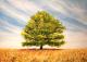 der Baum - peter paint - Acryl auf Leinwand - Landschaft-Sommer - Impressionismus