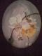 Orchidee im Licht Orchidee im Licht