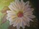 Ich bin eine Blume Ich bin eine Blume