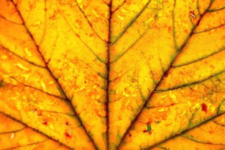 Licht - Vilma Machado - auf - Array - Licht - Vilma Machado - auf - Array -