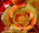 Eine Rose - Roland Benner - - auf - Blumen-Rosen - Eine Rose - Roland Benner - - auf - Blumen-Rosen -