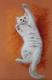 White cat White cat