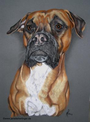 Boxer Bali - Janette Herlinger - Array auf Array - - Array Boxer Bali - Janette Herlinger - Array auf Array - - Array