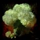 Hortensie - Anke Brehm - - auf  - Blumen-Stillleben - 