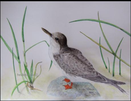 Kuestenseeschwalbe, juvalis - Heide Krause - Array auf Array - - Array Kuestenseeschwalbe, juvalis - Heide Krause - Array auf Array - - Array