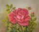 Rose - Andreas Merk - Ãl auf Leinwand - Rosen - 
