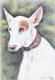 Podenco Ibicenco - Nicole Zeug - Zeichnung auf  - Hunde - 
