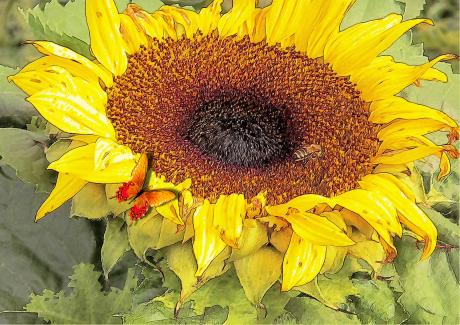 Sonnenblumenflair - Gabriele Nedilka - Array auf - Array - Sonnenblumenflair - Gabriele Nedilka - Array auf - Array -