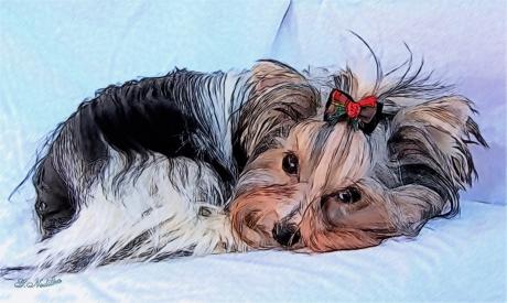 Biever Yorkshire Terrier1 - Gabriele Nedilka - Array auf - Array - Biever Yorkshire Terrier1 - Gabriele Nedilka - Array auf - Array -