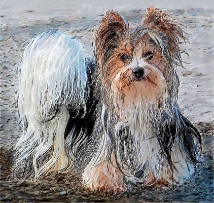 Biever Yorkshire Terrier 2 - Gabriele Nedilka - Array auf - Array - Biever Yorkshire Terrier 2 - Gabriele Nedilka - Array auf - Array -