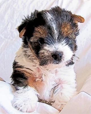 Biever Yorkshire Terrier Welpe - Gabriele Nedilka - Array auf - Array - Biever Yorkshire Terrier Welpe - Gabriele Nedilka - Array auf - Array -