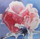 Rose im Schnee--- Rose im Schnee---