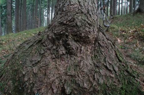 --- - robert schery -  auf  - Array - 