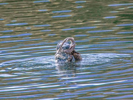Robbe beim Fressen - Farbschatten Fotografie - auf - Array - Robbe beim Fressen - Farbschatten Fotografie - auf - Array -