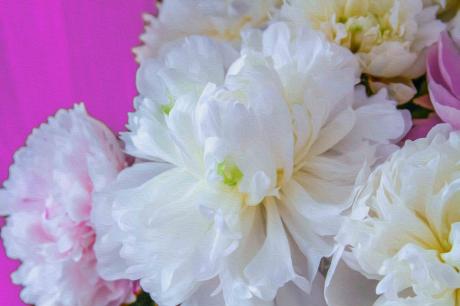 Pfingstrosen - Farbschatten Fotografie - Array auf - Array - Pfingstrosen - Farbschatten Fotografie - Array auf - Array -