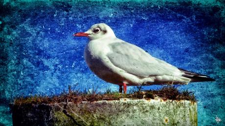 Die Möwe - Heiko Westphalen - Array auf - Array - Die Möwe - Heiko Westphalen - Array auf - Array -