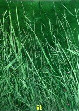 --- - Heinz Günter Ginsbach - auf - - --- - Heinz Günter Ginsbach - auf - -