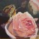 alternde Rose alternde Rose