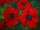 Gartenmohn Gartenmohn