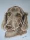 Weimaraner Weimaraner