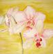 Orchidee 1 Orchidee 1