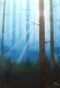 Wald - mike . mairhofer - Acryl auf Leinwand - - Wald - mike . mairhofer - Acryl auf Leinwand - -