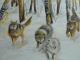 Wölfe - Roswitha Kallfaà - Aquarell auf - Wildtiere - Wölfe - Roswitha Kallfaà - Aquarell auf - Wildtiere -