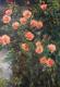 Roses Roses