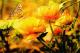 Sommertraum - Gabriele Nedilka - DigitaleKunst auf  - Blumen-Sommer - 