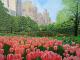 Springtime Central-Park Springtime Central-Park